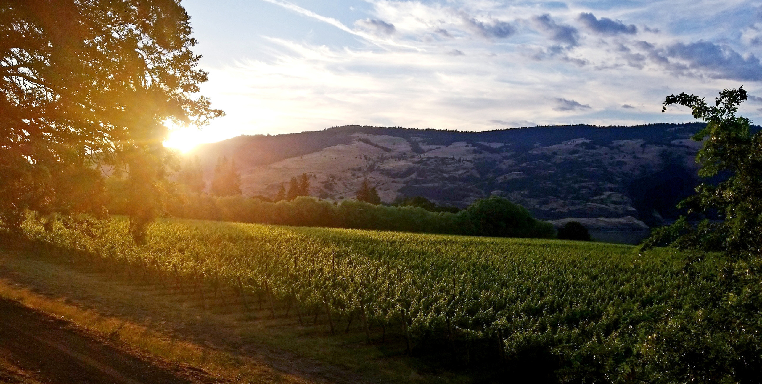 Garnier Vineyards Banner